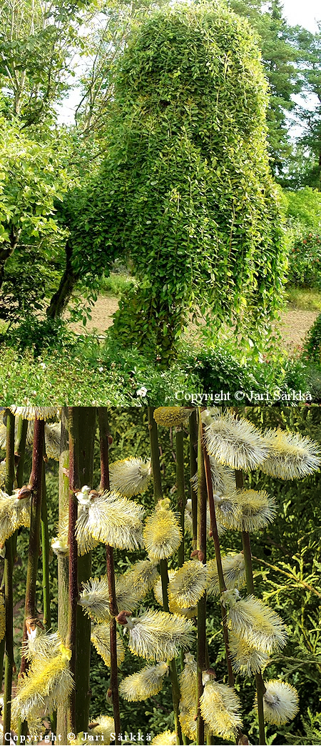 Salix caprea 'Kilmarnock', riipparaita